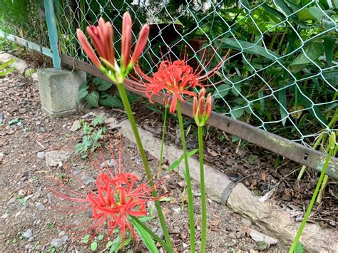 紅蓮華 彼岸花|ヒガンバナ（彼岸花）とは？生態やその特徴について。